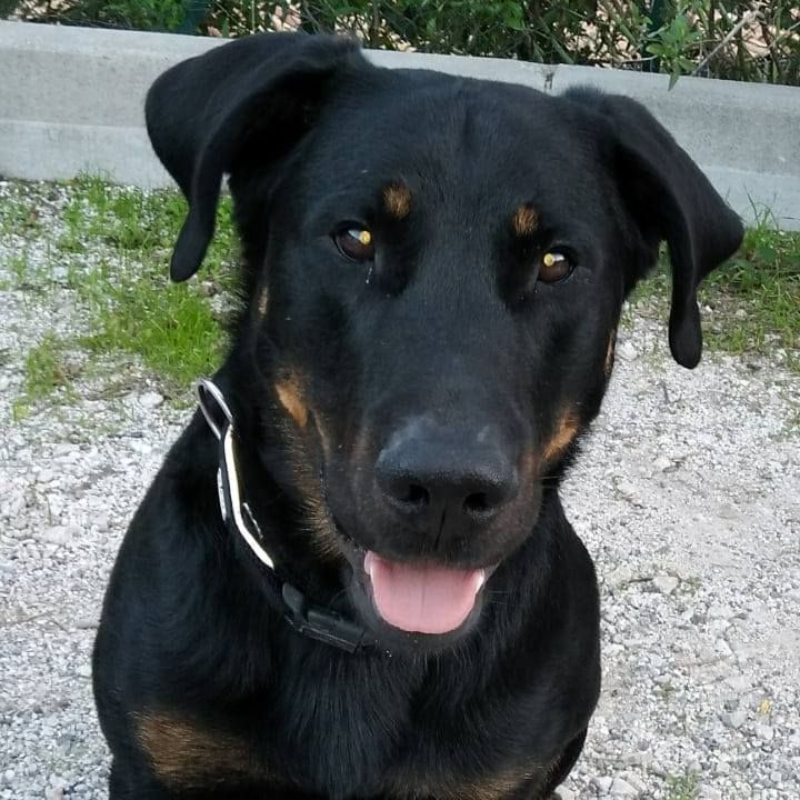 Chiens nés à l'élevage